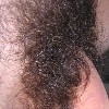 muscle bear genital hair